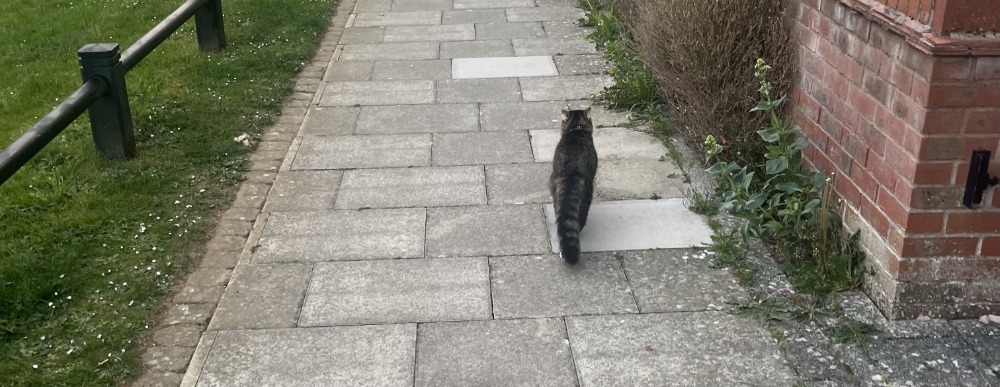 Jacob White’s cat